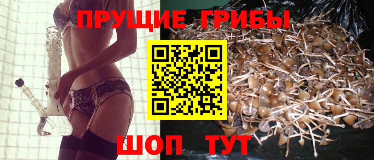 Псилоцибиновые грибы Psilocybe Соль-Илецк